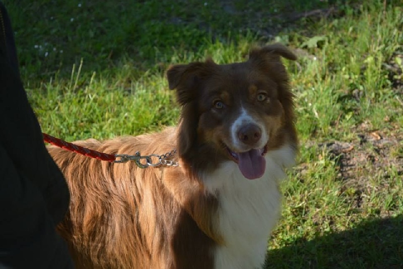 Iala red sunshine De La Plaine A Demphis