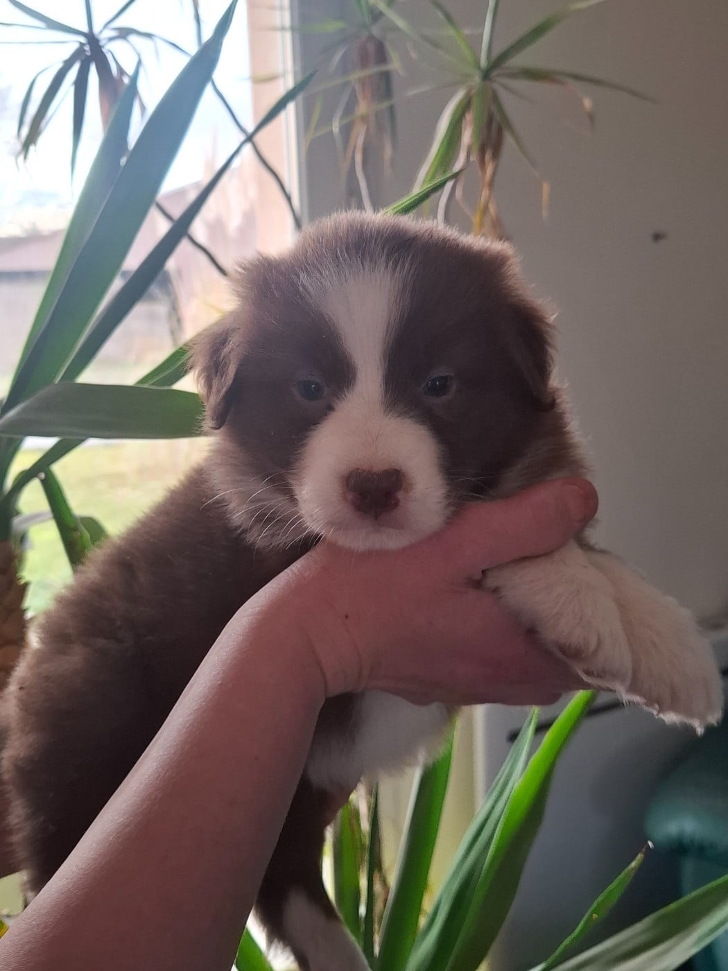 Berger Australien - des Ptits Bergers en Terre Bio