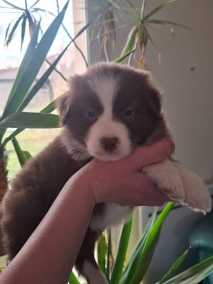 Les chiots de Berger Australien