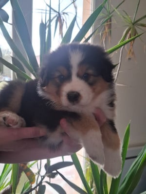 Les chiots de Berger Australien