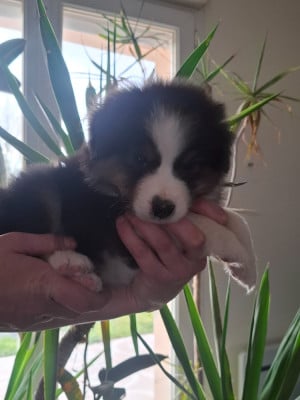 Les chiots de Berger Australien