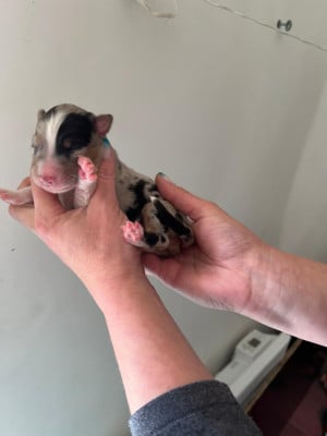 Les chiots de Berger Australien