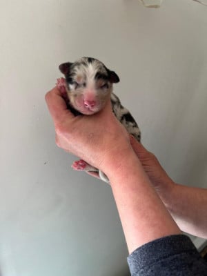 Les chiots de Berger Australien