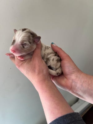 Les chiots de Berger Australien