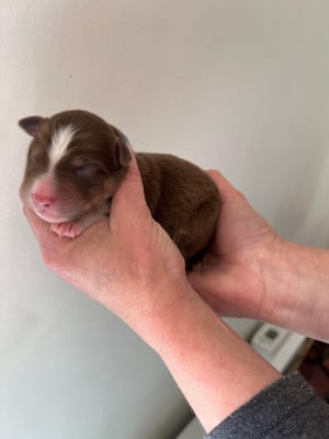 Les chiots de Berger Australien