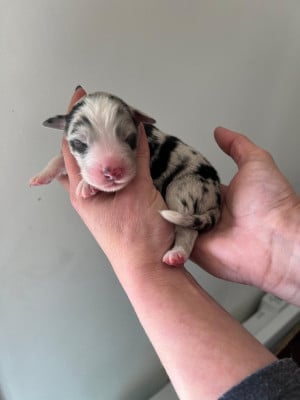 Les chiots de Berger Australien