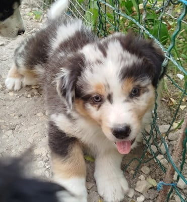 Les chiots de Berger Australien