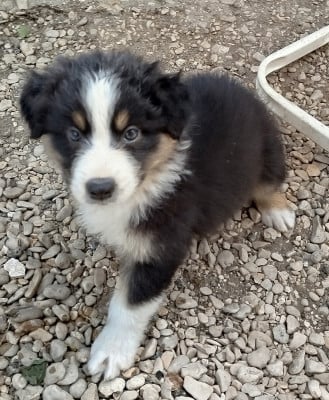 Les chiots de Berger Australien