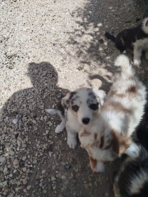 Les chiots de Berger Australien