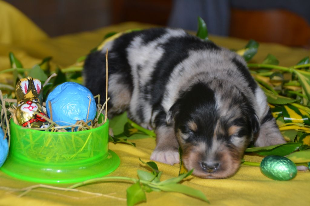 Prince sirius - Berger Australien