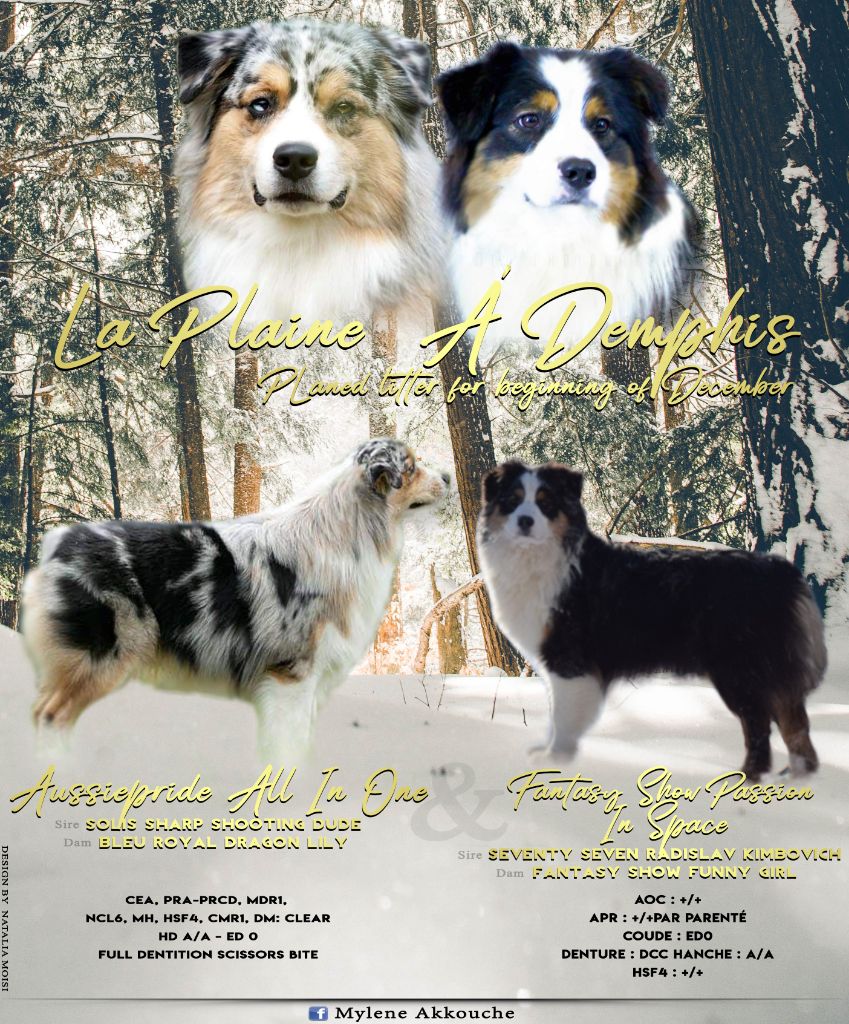 Accueil Elevage De La Plaine A Demphis Eleveur De Chiens