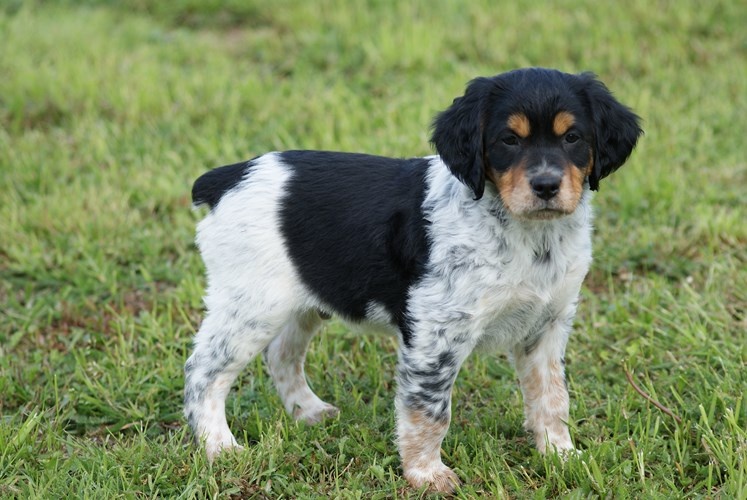 Chiot Elevage Du Clos De La Passion Eleveur De Chiens Epagneul Breton