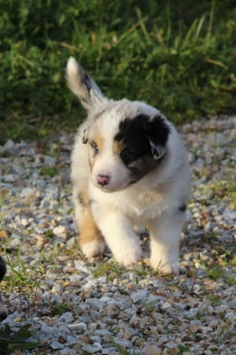 Les chiots de Berger Australien