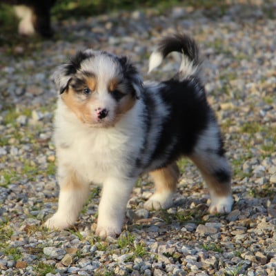 Les chiots de Berger Australien