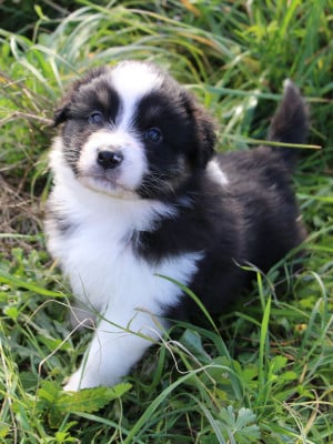 Les chiots de Berger Australien