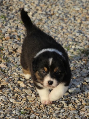 Les chiots de Berger Australien