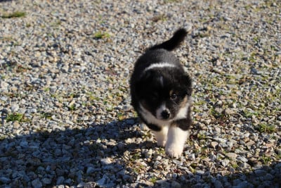 Les chiots de Berger Australien