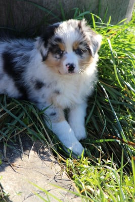 Les chiots de Berger Australien
