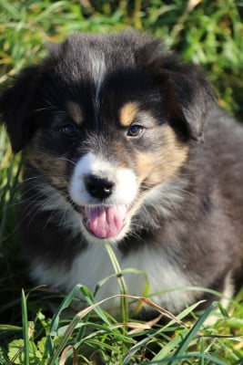 Les chiots de Berger Australien