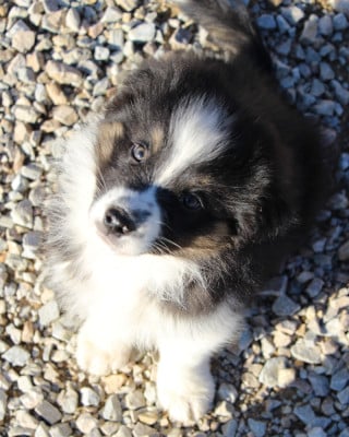 Les chiots de Berger Australien