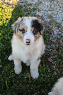 Les chiots de Berger Australien