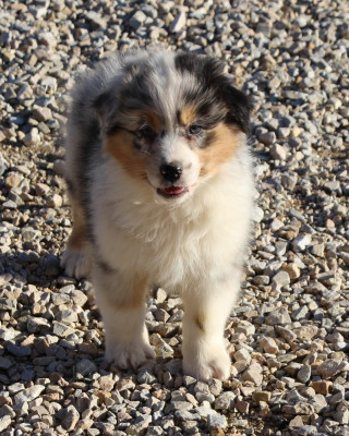 Les chiots de Berger Australien