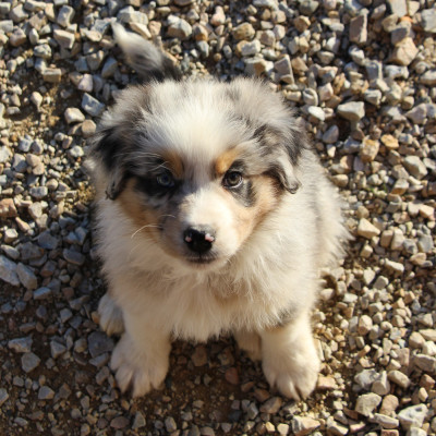 Les chiots de Berger Australien