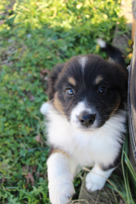 Les chiots de Berger Australien