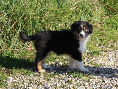 Les chiots de Berger Australien