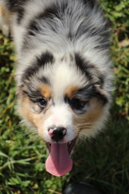 Les chiots de Berger Australien