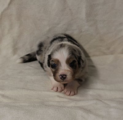 Les chiots de Berger Australien