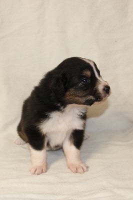 Les chiots de Berger Australien