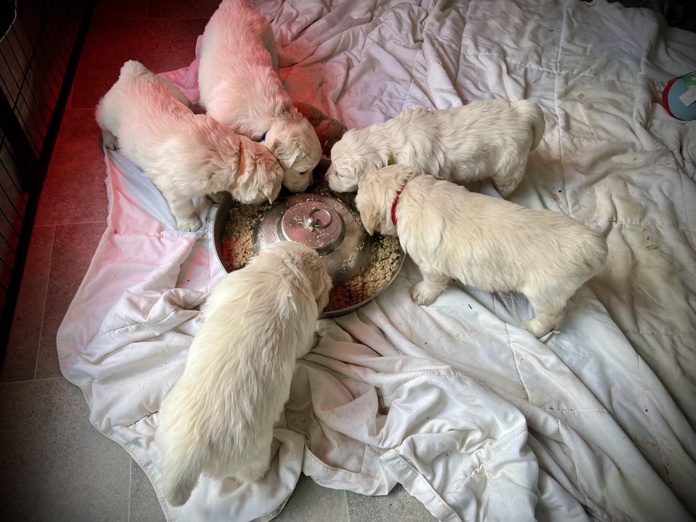 Chiot Golden Retriever
