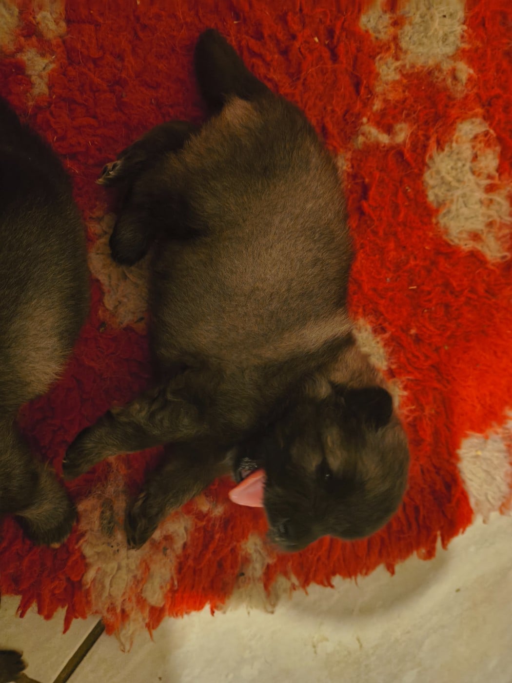 Chiot