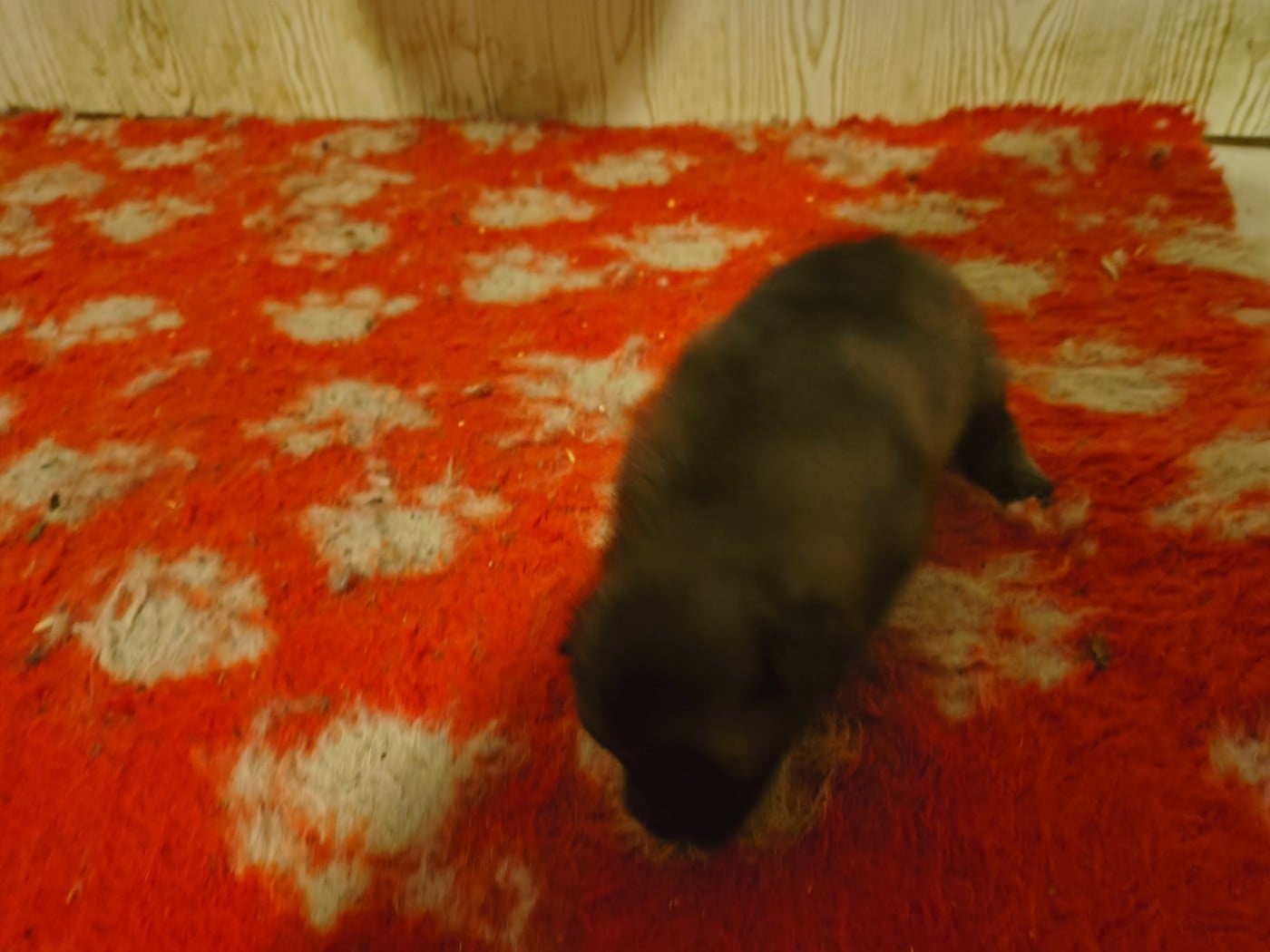 CHIOT 6 - Spitz allemand