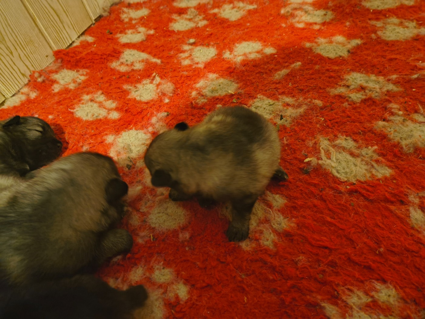 CHIOT 3 - Spitz allemand