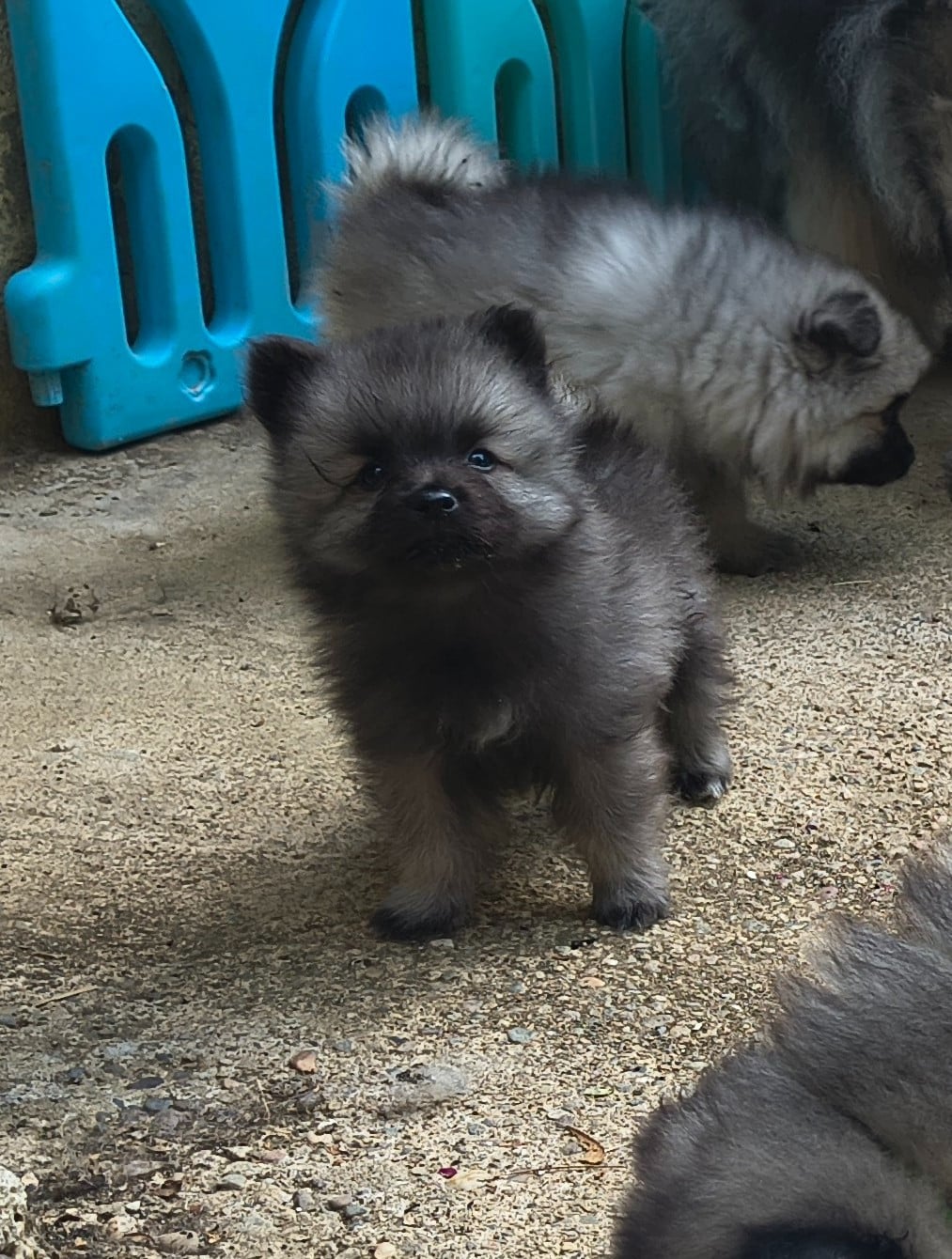 Balto