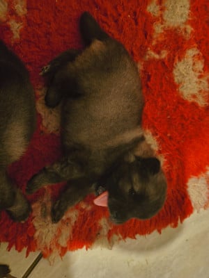 Les chiots de Spitz allemand