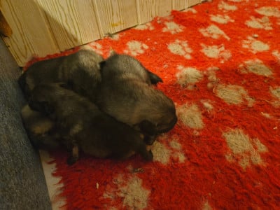 Les chiots de Spitz allemand
