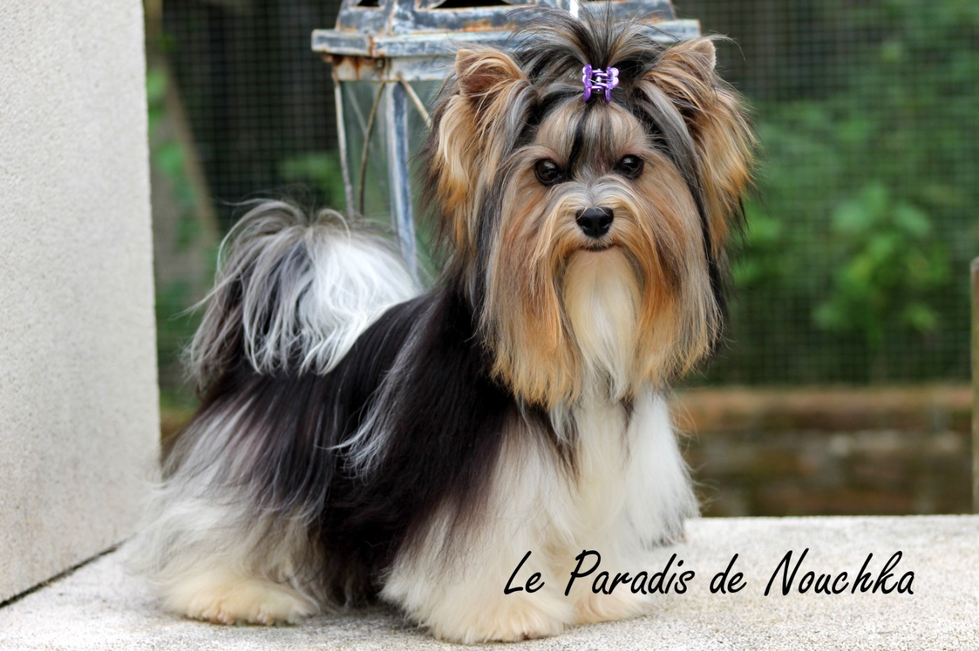 "Sasha" Kent Lapik haus black bist