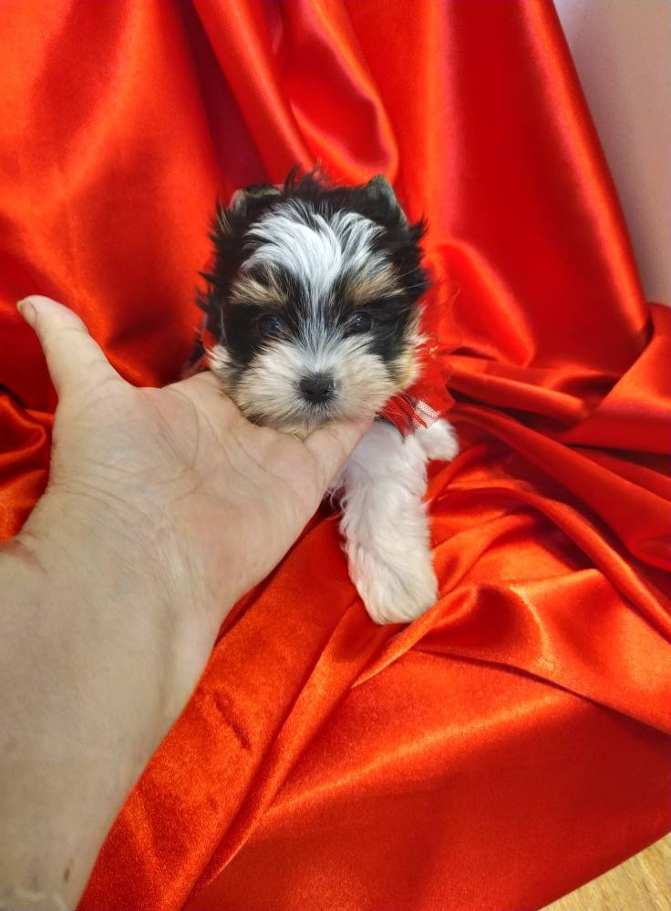 Publication : Du Paradis De Nouchka Auteur : CAROLINE VERNILE