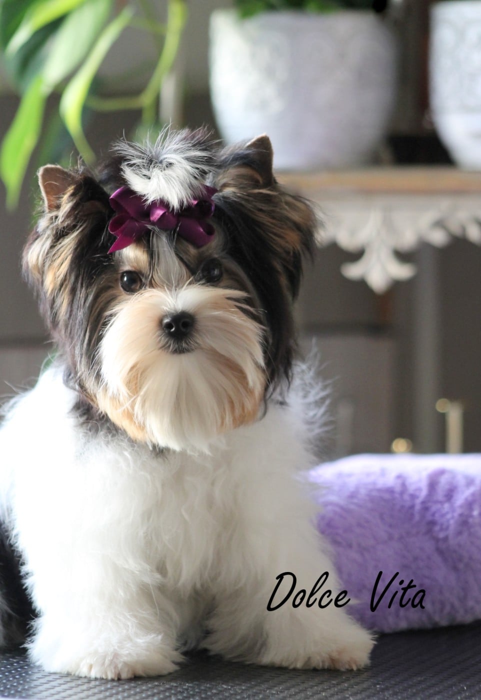 Publication : Du Paradis De Nouchka Auteur : CAROLINE VERNILE