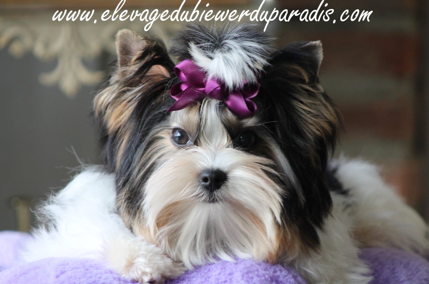 Publication : Du Paradis De Nouchka Auteur : CAROLINE VERNILE