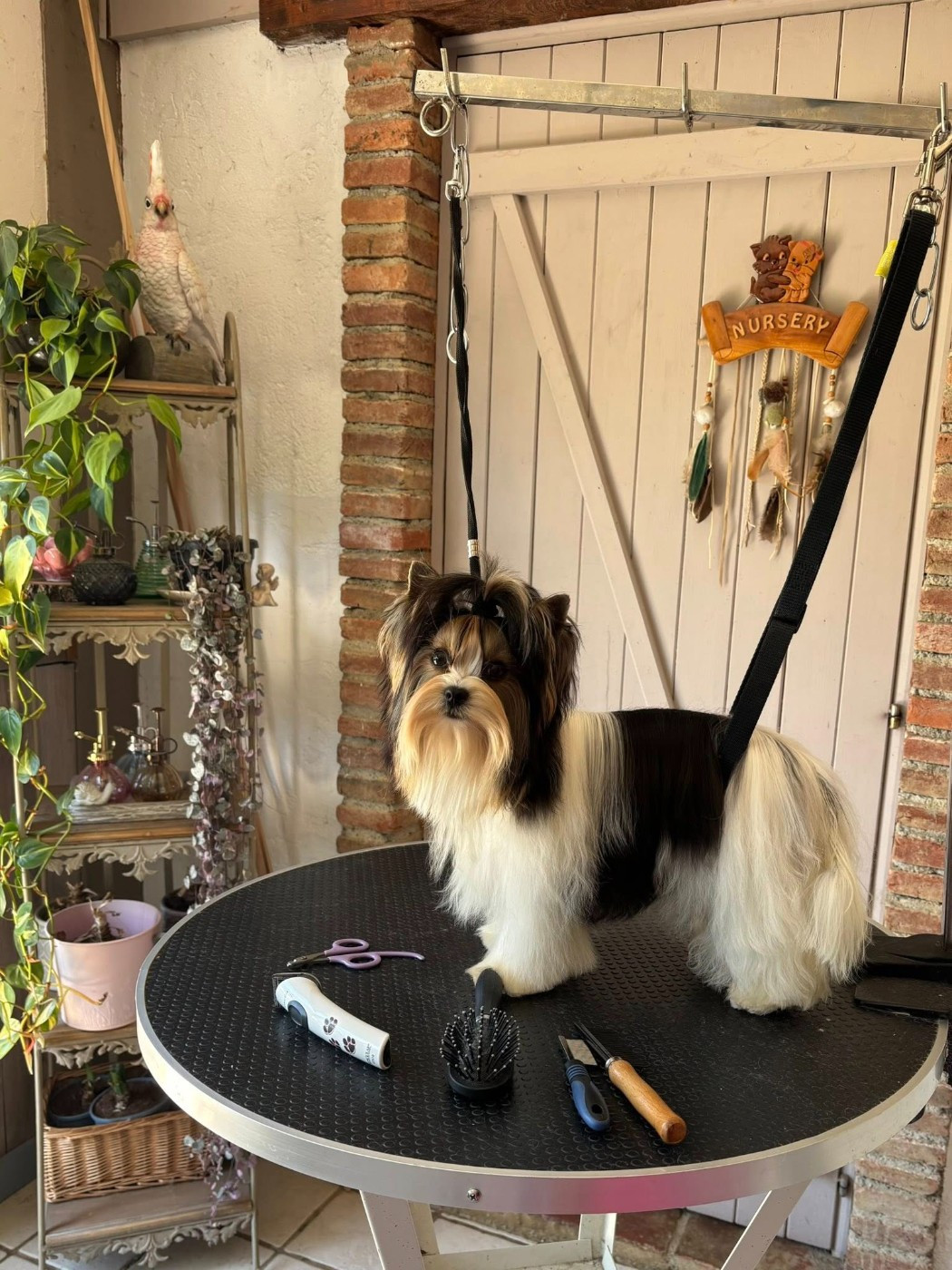 DOLCE VITA Klan Biewer Rott (Sans Affixe)