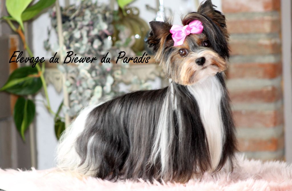 Krystal klan biewer rott (Sans Affixe)