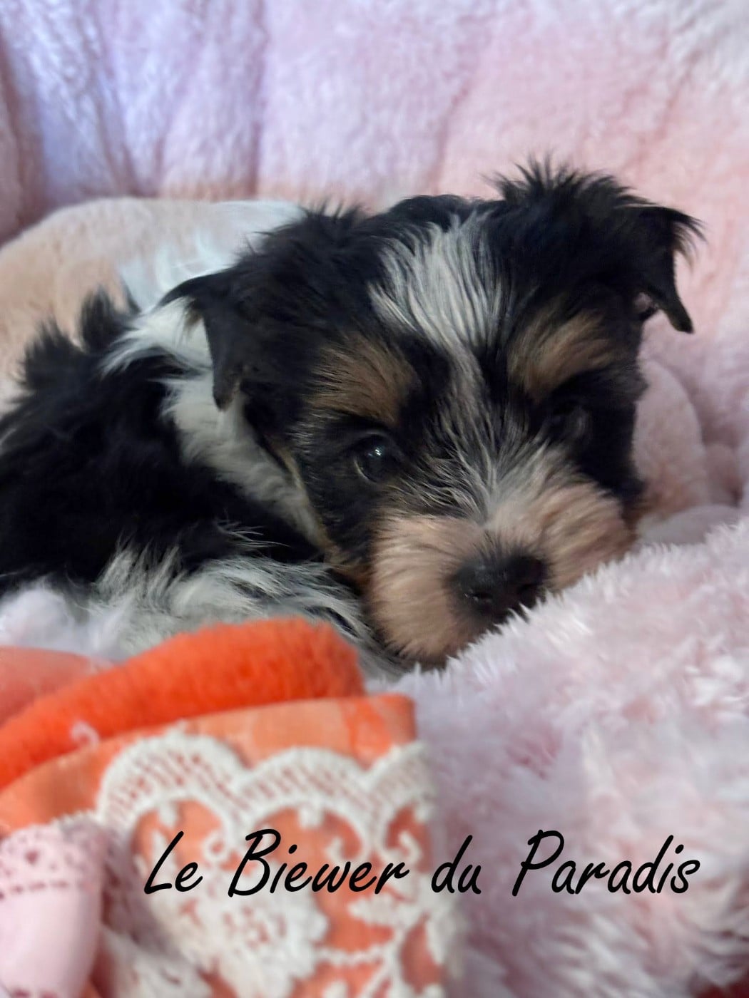 BANDIT