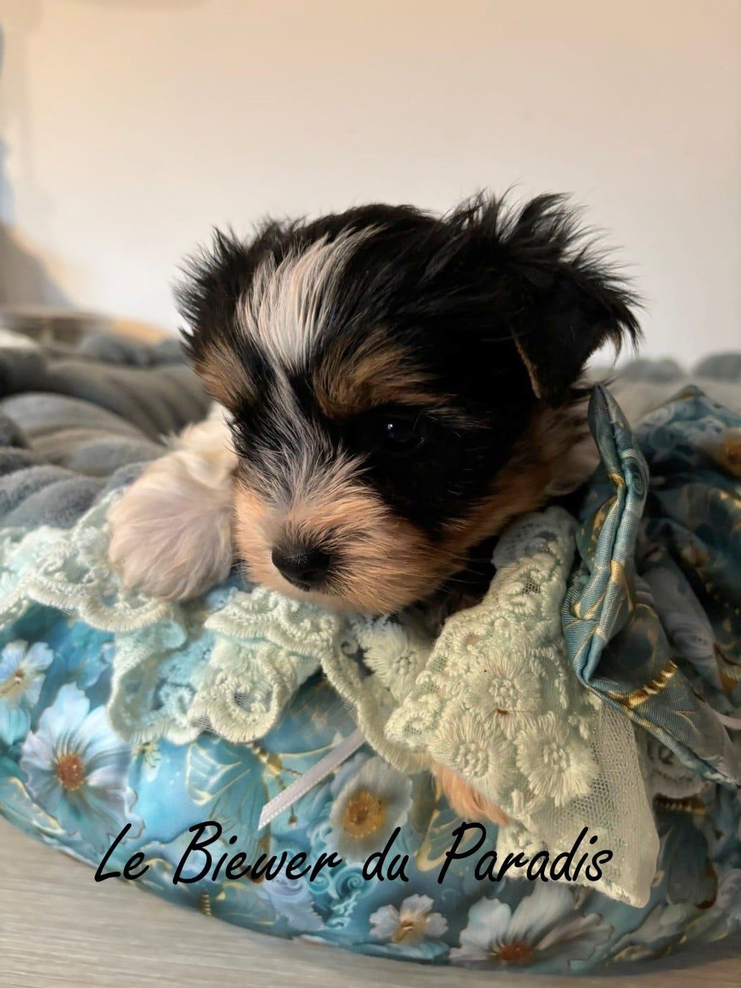 BANDIT