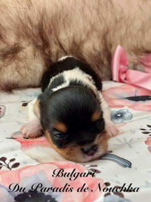 Biewer Terrier