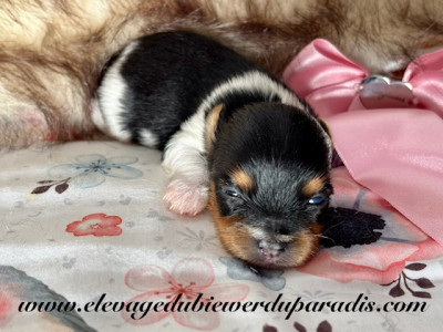 Les chiots de Biewer Terrier