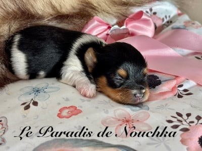 Les chiots de Biewer Terrier